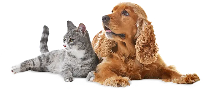 кот с собакой